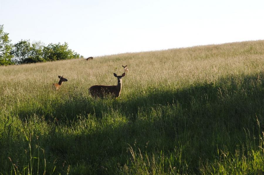 ic_large_w900h600q100_dsc-0453 ZRU&Scaron;ENO - 31. 8. 2019 Posezen&iacute; u pamětn&iacute;ho kameme - SOVINEC
